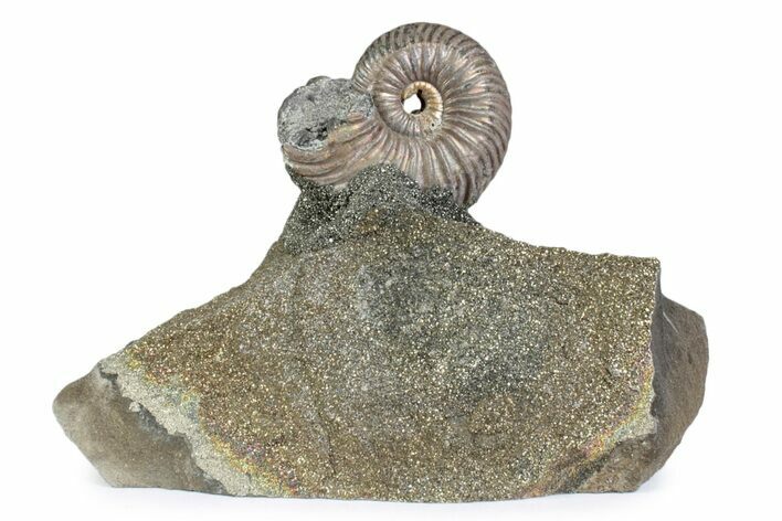Iridescent Pyritized Ammonite (Quenstedticeras) Fossil Display #383627